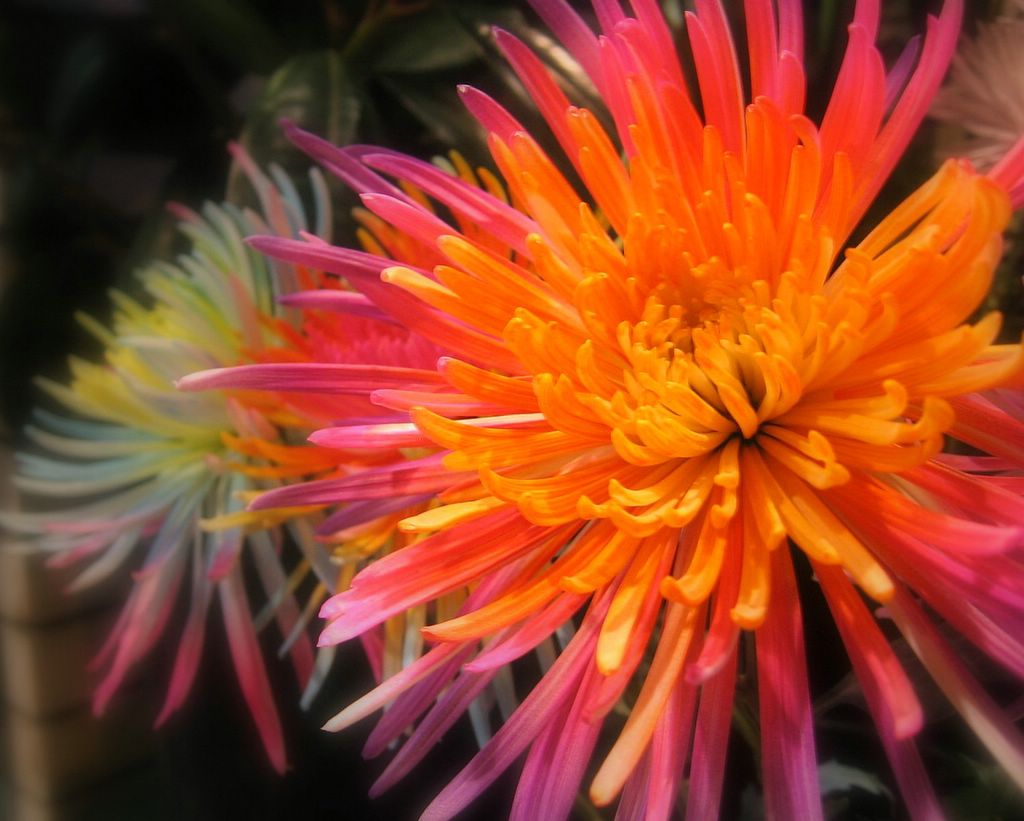 Photography by jennsee for DesignCrowd (Community Contests) | Design #9073535