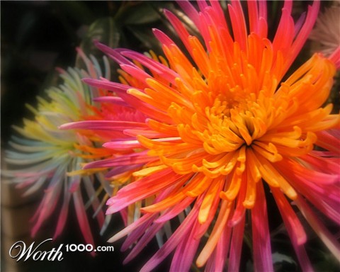 Photography by jennsee