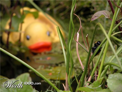 Photography by MilleDju