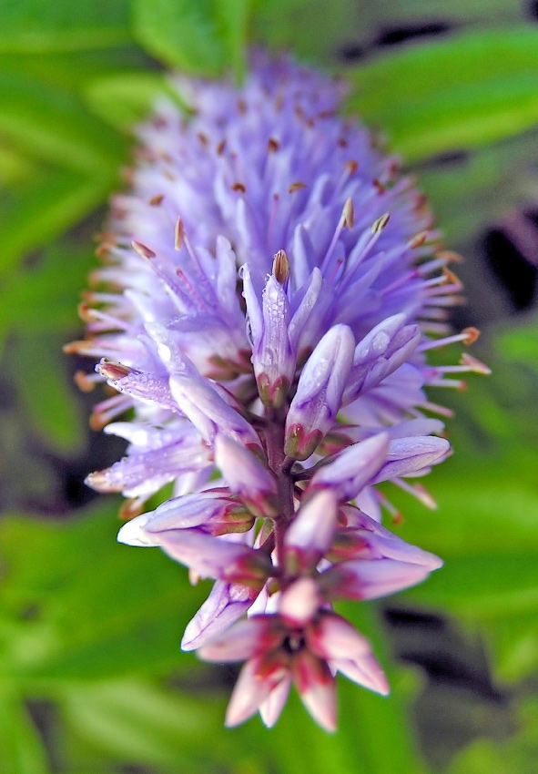 Photography by bobblainey for DesignCrowd (Community Contests) | Design #9073568