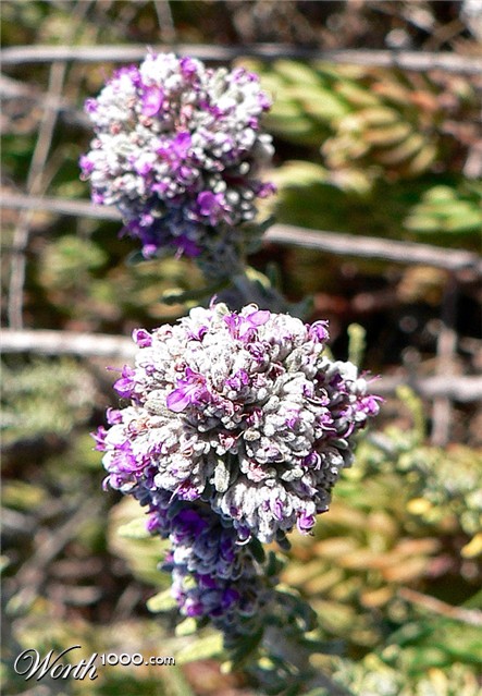 Photography by jandreu