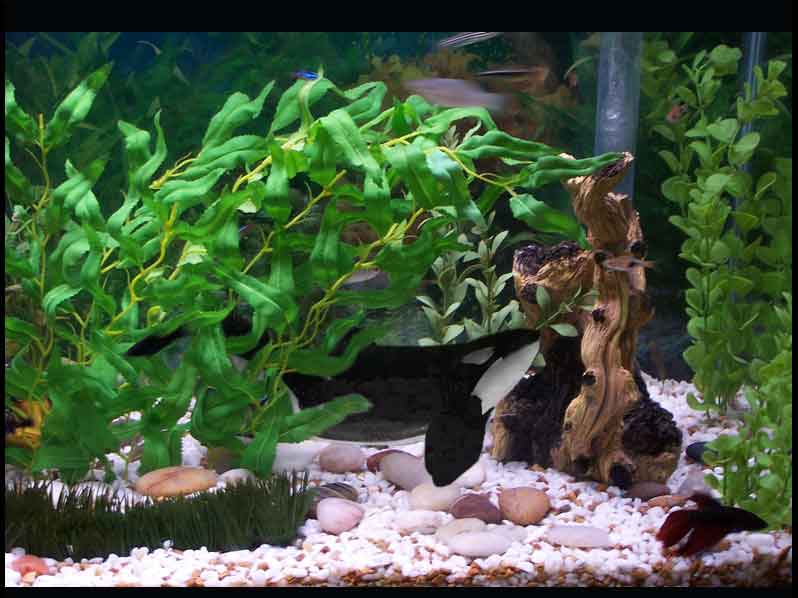 Diseño de Photoshop por Lekore para DesignCrowd (Community Contests) | Diseño #9068742