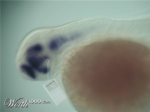 Photoshop Design by Mokey117