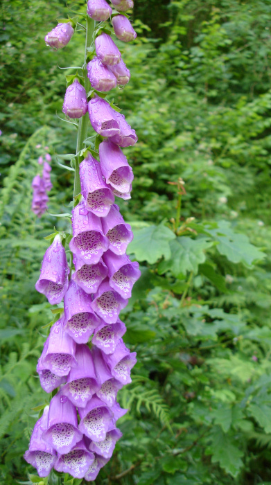 Photography by pradygadaria for DesignCrowd (Community Contests) | Design #9073650