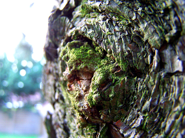 Photography by asmorod for DesignCrowd (Community Contests) | Design #9073584