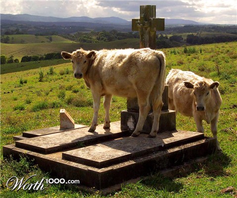 Photography by ozplasmic