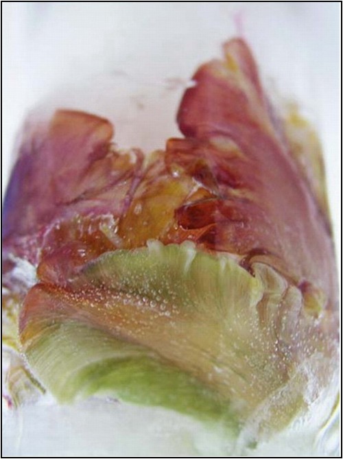 Photography by mzmzmzmz for DesignCrowd (Community Contests) | Design #9070756