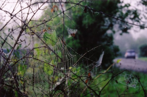 Photographie par GreyMoon pour DesignCrowd (Community Contests) | Design #9073598