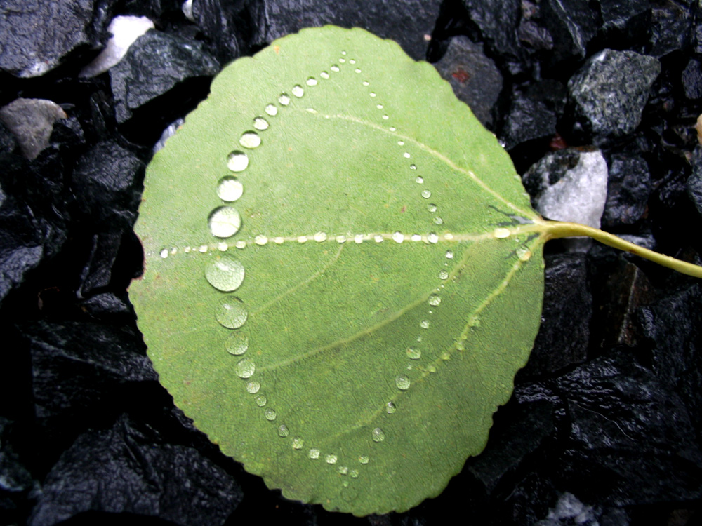 Design Photoshop par theone2Punch pour DesignCrowd (Community Contests) | Design #9067560