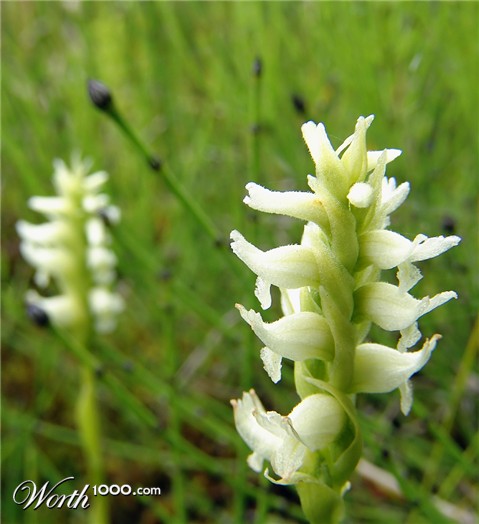 Photography by whlutz