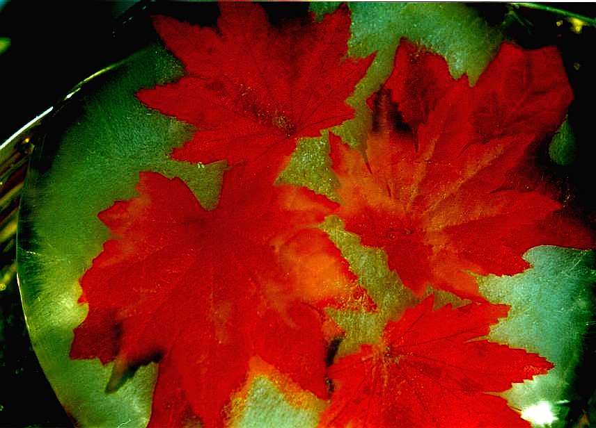 Photography by Isabella2006 for DesignCrowd (Community Contests) | Design #9070766