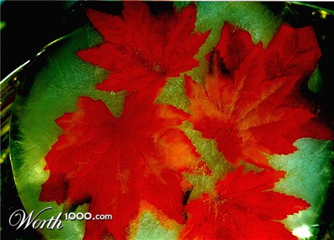 Photography by Isabella2006