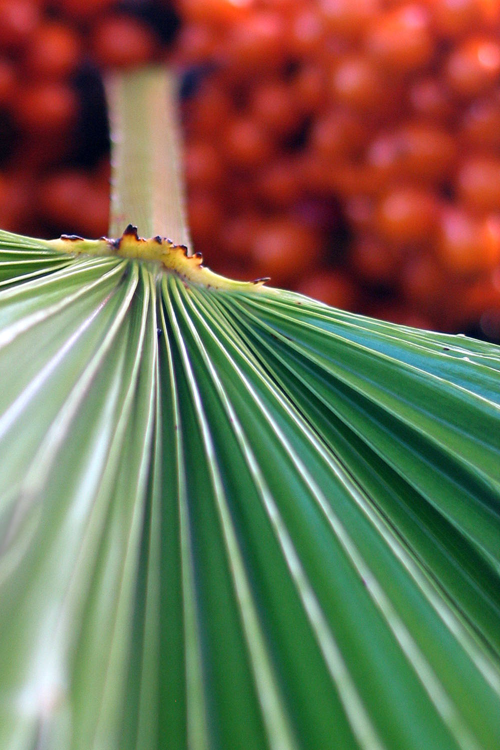 Photographie par Marthese pour DesignCrowd (Community Contests) | Design #9073848