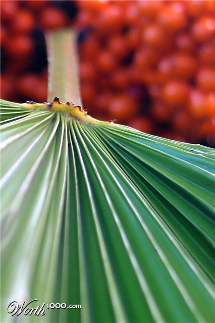 Photography by Marthese