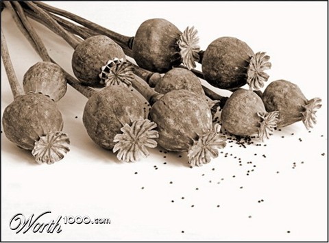 Photography by mzmzmzmz