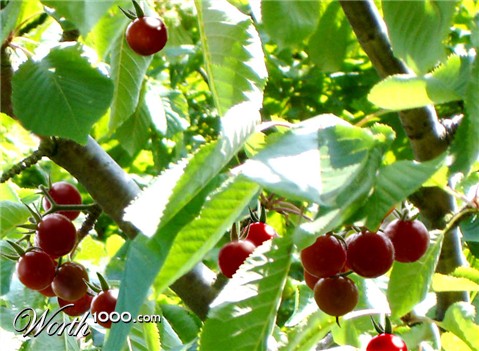 Photoshop Design by nemish