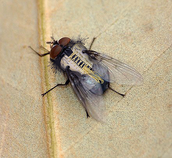 Photoshop-Design von Stadija für DesignCrowd (Community Contests) | Design #9056987