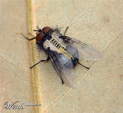 Photoshop Design by Stadija