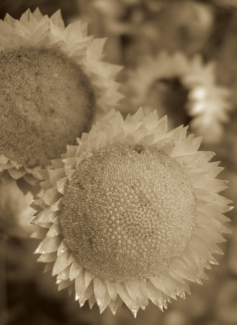 Photography by Jellybellybeans for DesignCrowd (Community Contests) | Design #9073843