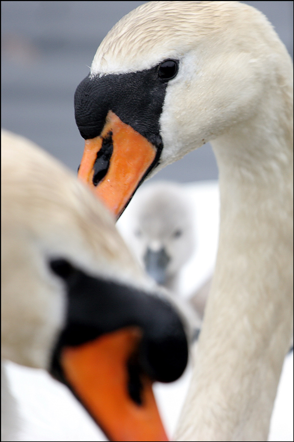 Photography by itzhak for DesignCrowd (Community Contests) | Design #9073695