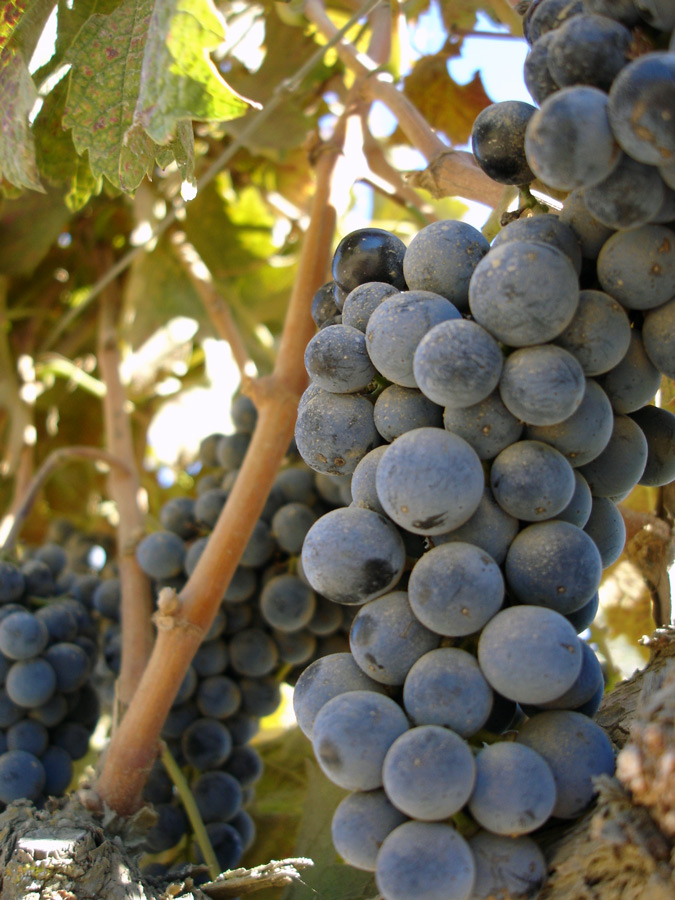 Photography by stayceejae for DesignCrowd (Community Contests) | Design #9073842