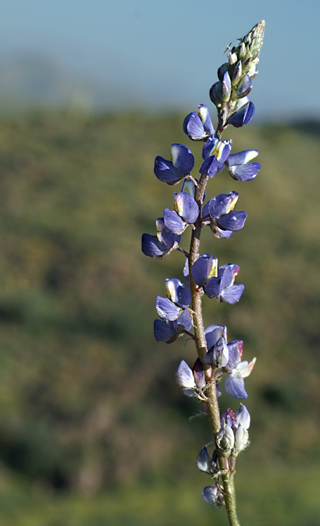 Photographie par cakeladybarb pour DesignCrowd (Community Contests) | Design #9073863