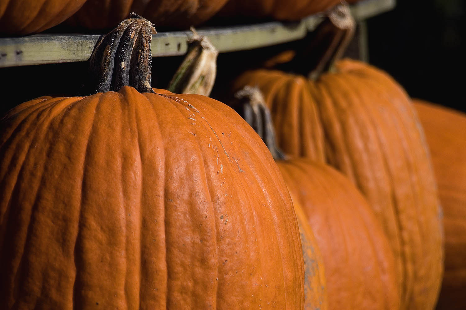 Fotografie von josephzl für DesignCrowd (Community Contests) | Design #9073749