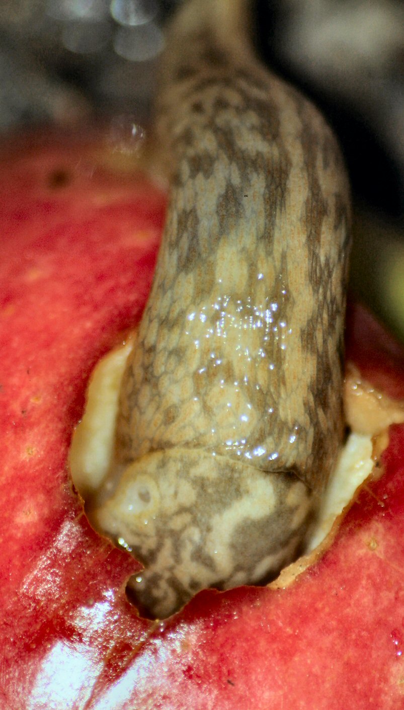 Fotografía por Juicer para DesignCrowd (Community Contests) | Diseño #9073185