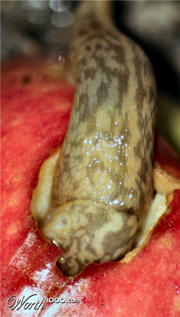 Photography by Juicer