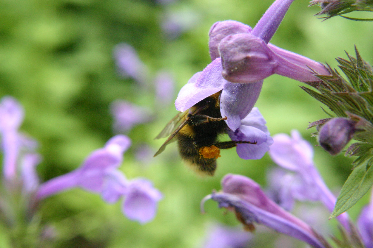 Photography by DoggySpew for DesignCrowd (Community Contests) | Design #9069002