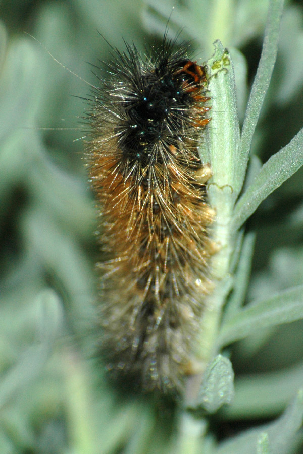 Fotografía por kimbomac para DesignCrowd (Community Contests) | Diseño #9069010