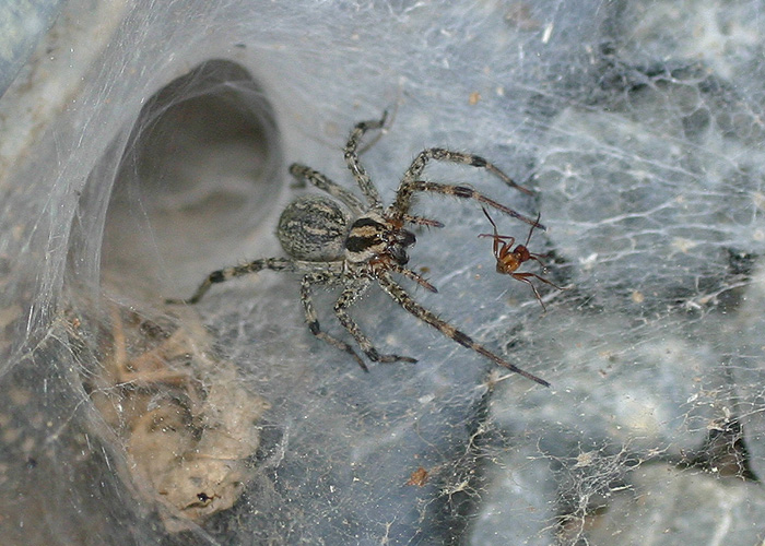 Fotografía por rdyamiphoto para DesignCrowd (Community Contests) | Diseño #9069024