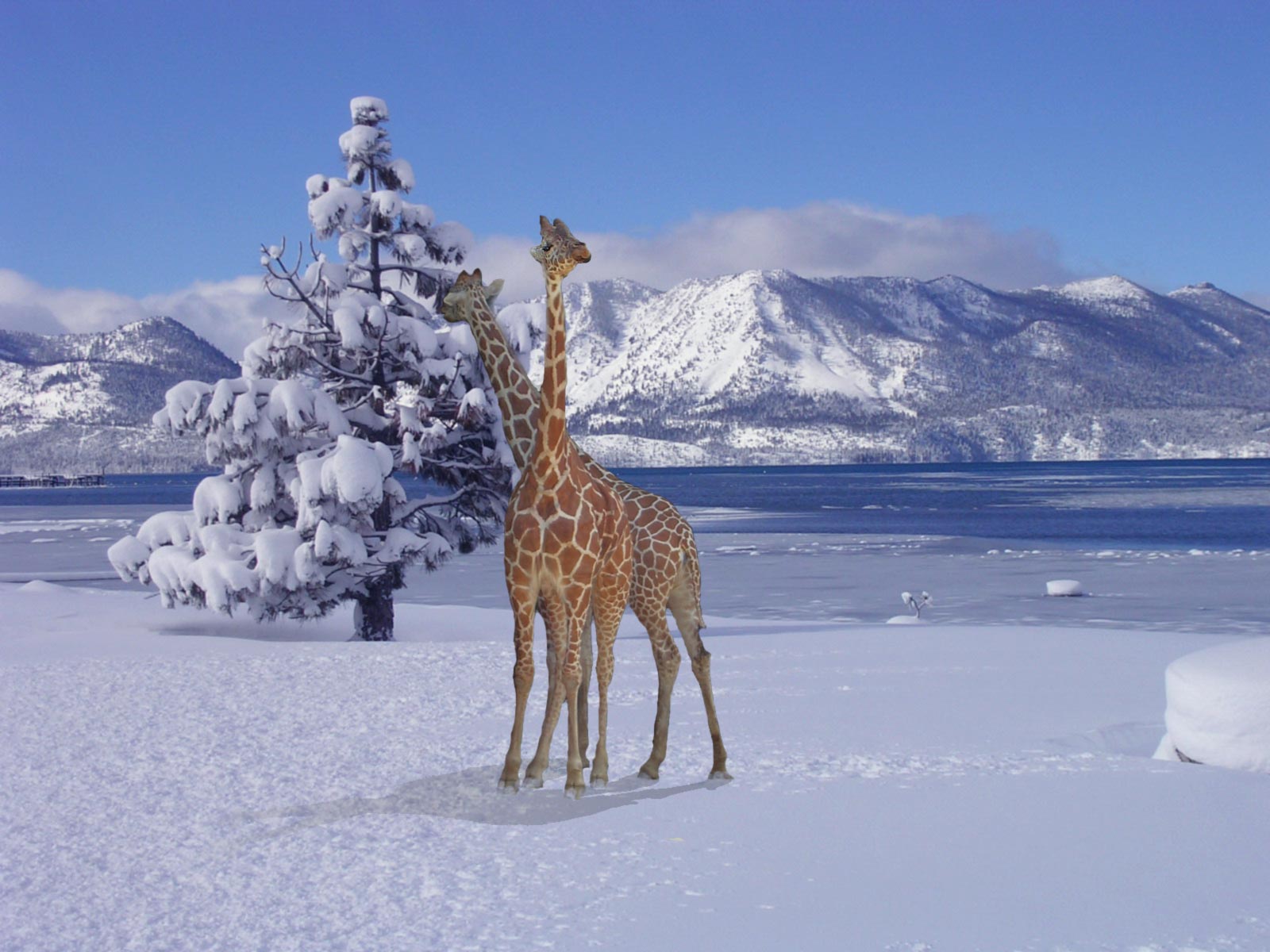 Photoshop Design by rirons for DesignCrowd (Community Contests) | Design #9070734