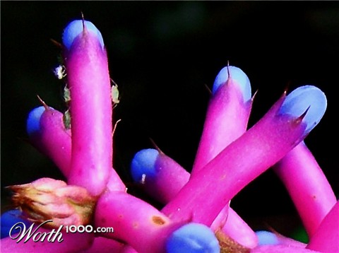 Photography by ozplasmic