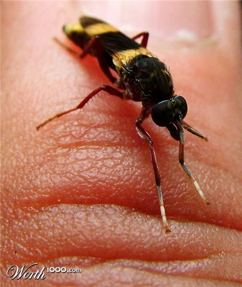 Photography by ozplasmic