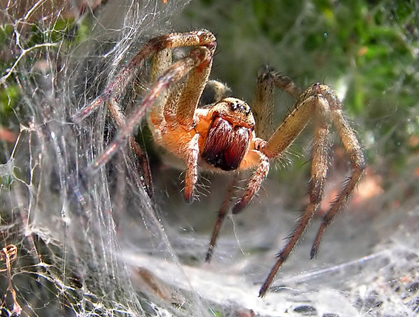 Fotografie von Rouwkema für DesignCrowd (Community Contests) | Design #9069059