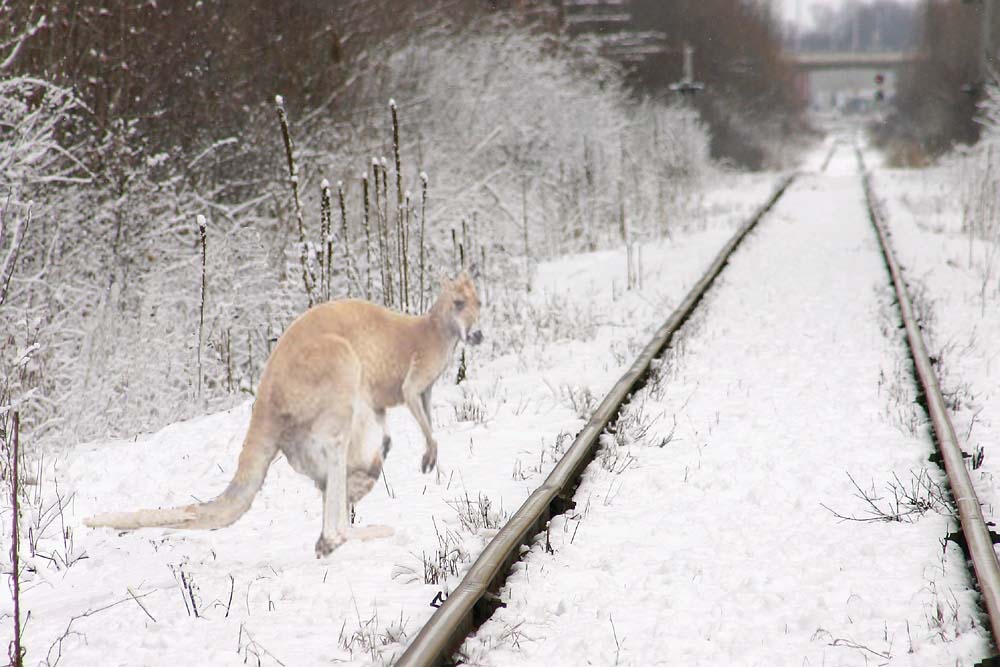 Photoshop Design by denniswitjes for DesignCrowd (Community Contests) | Design #9077503