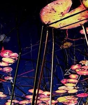 Photographie par droomluiperd pour DesignCrowd (Community Contests) | Design #9073219