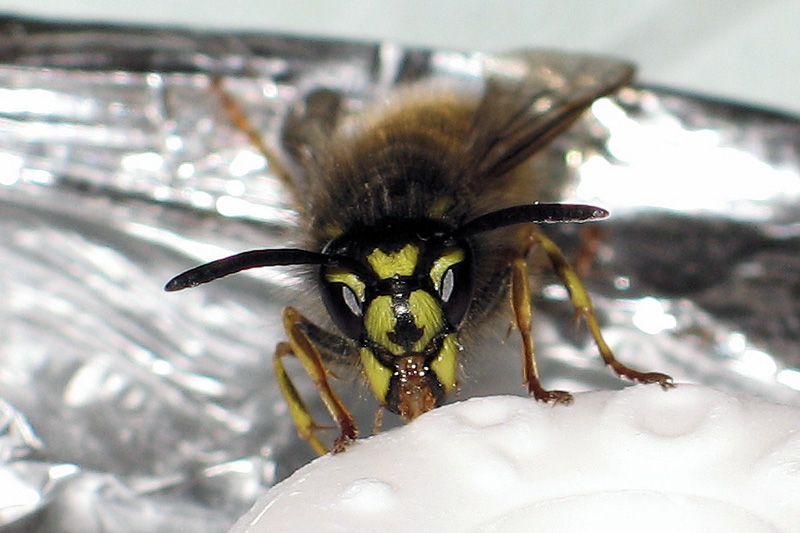 Photographie par Alnath pour DesignCrowd (Community Contests) | Design #9069040