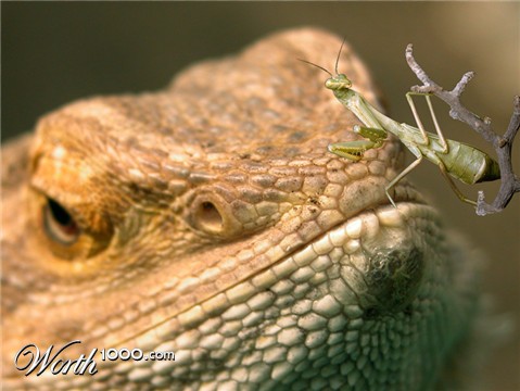 Photoshop Design by resquin