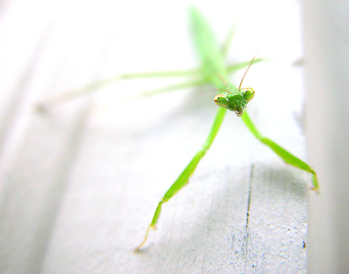 Photography by hypnotode for DesignCrowd (Community Contests) | Design #9069061