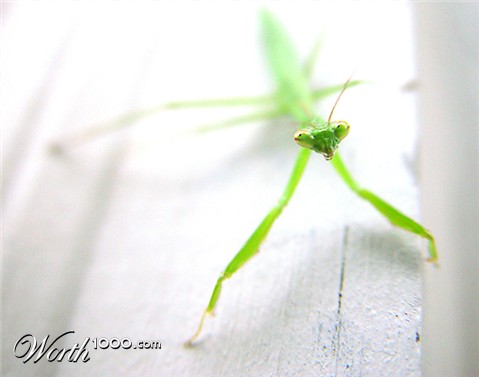 Photography by hypnotode