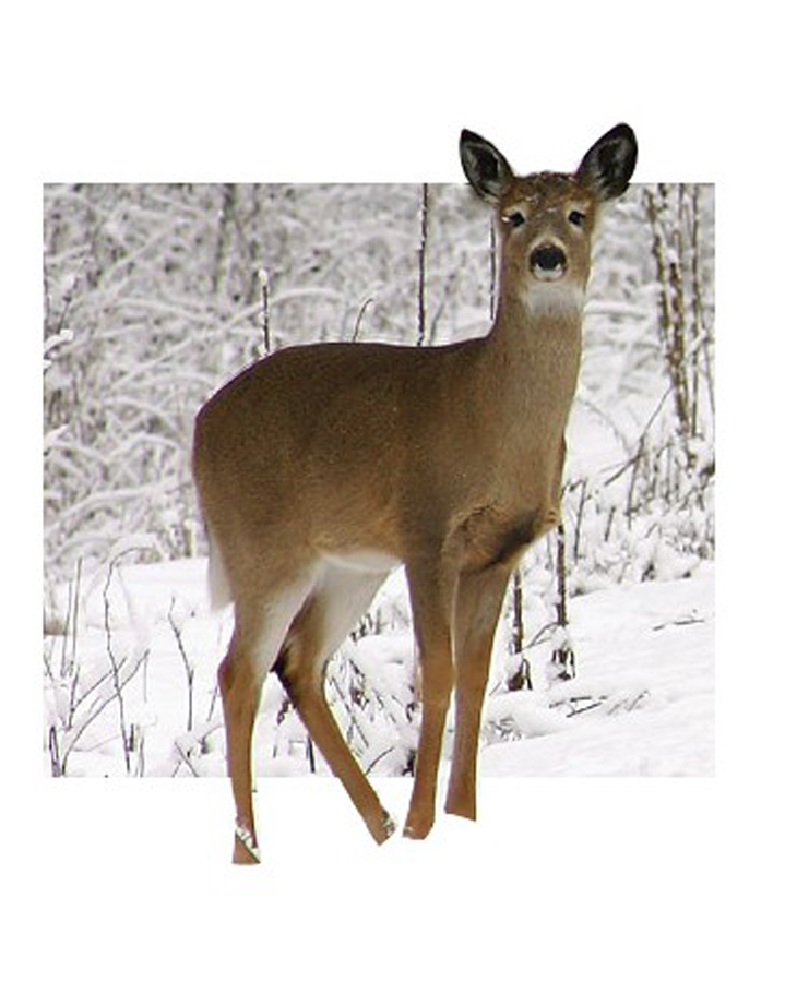 Photoshop Design by Julz1996 for DesignCrowd (Community Contests) | Design #9077555