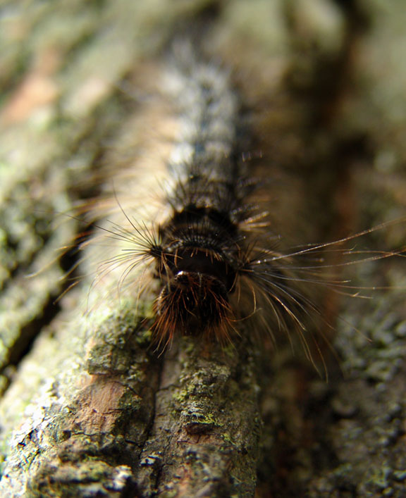 Photography by kikcolon for DesignCrowd (Community Contests) | Design #9069033