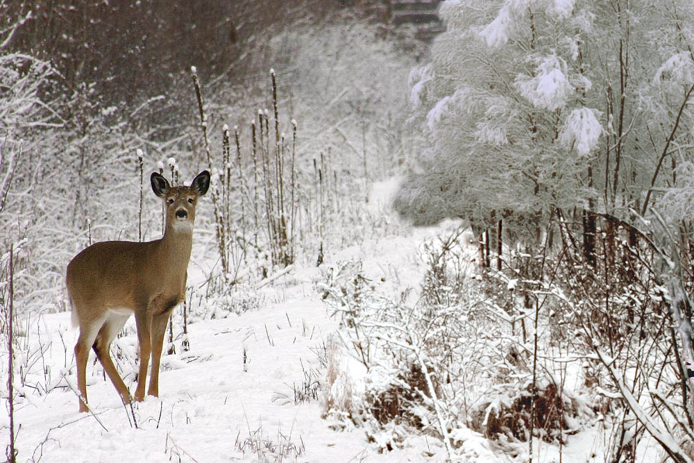 Photoshop-Design von EyEars für DesignCrowd (Community Contests) | Design #9077544