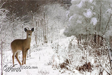 Photoshop Design by EyEars