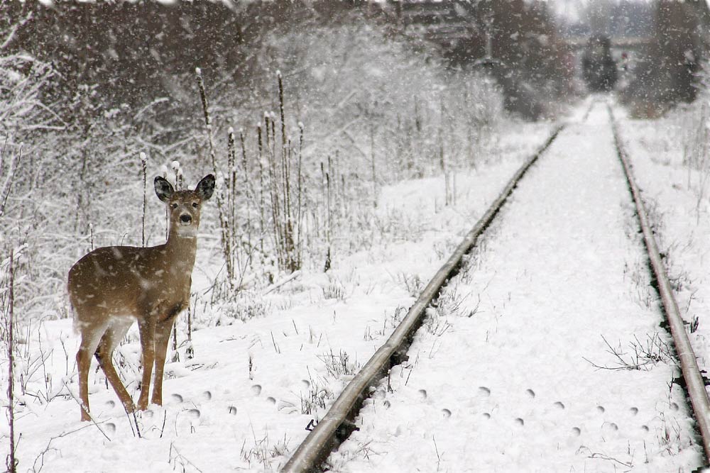 Photoshop Design by mrnibbles for DesignCrowd (Community Contests) | Design #9077540