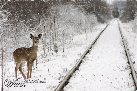 Photoshop Design by mrnibbles