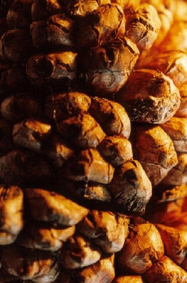 Fotografie von Isabella2006 für DesignCrowd (Community Contests) | Design #9073214