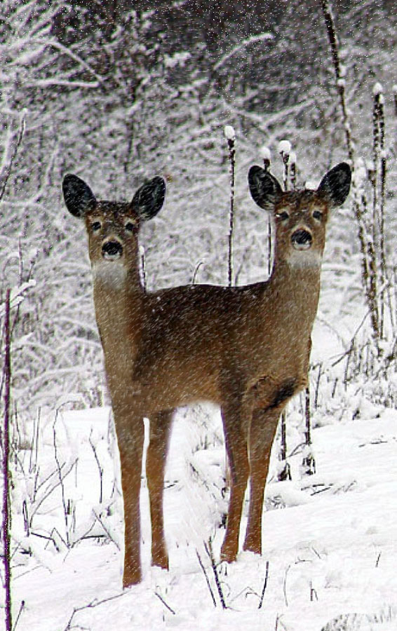 Photoshop Design by walldoo99 for DesignCrowd (Community Contests) | Design #9077525